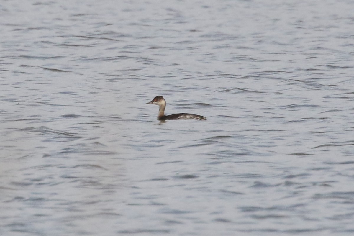 Eared Grebe - Yury Shashenko