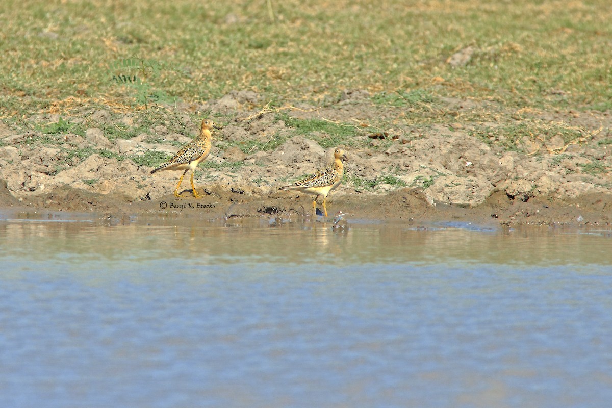 Buff-breasted Sandpiper - ML62562301