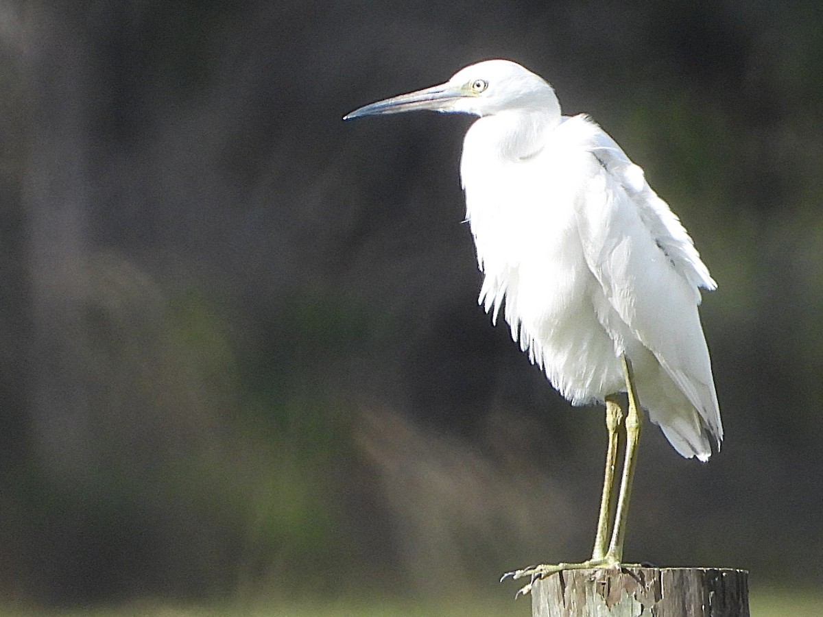 Little Blue Heron - ML625623119