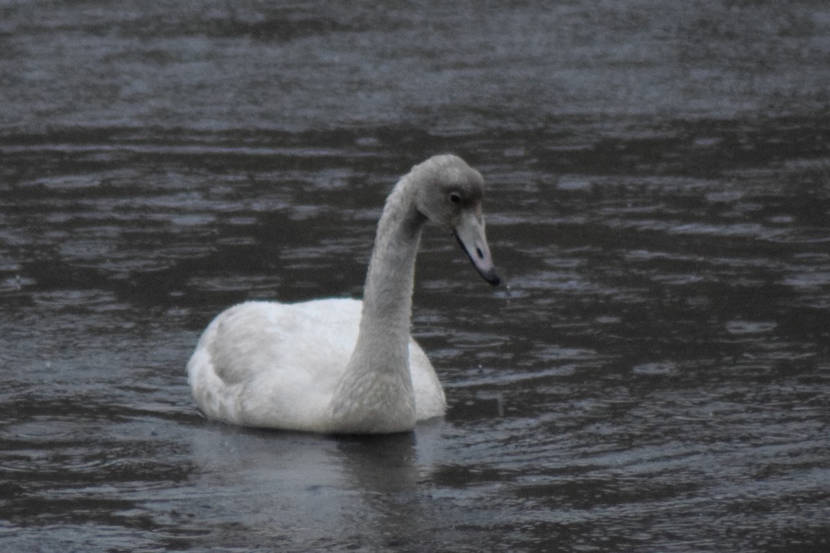 Cygne chanteur - ML625623120