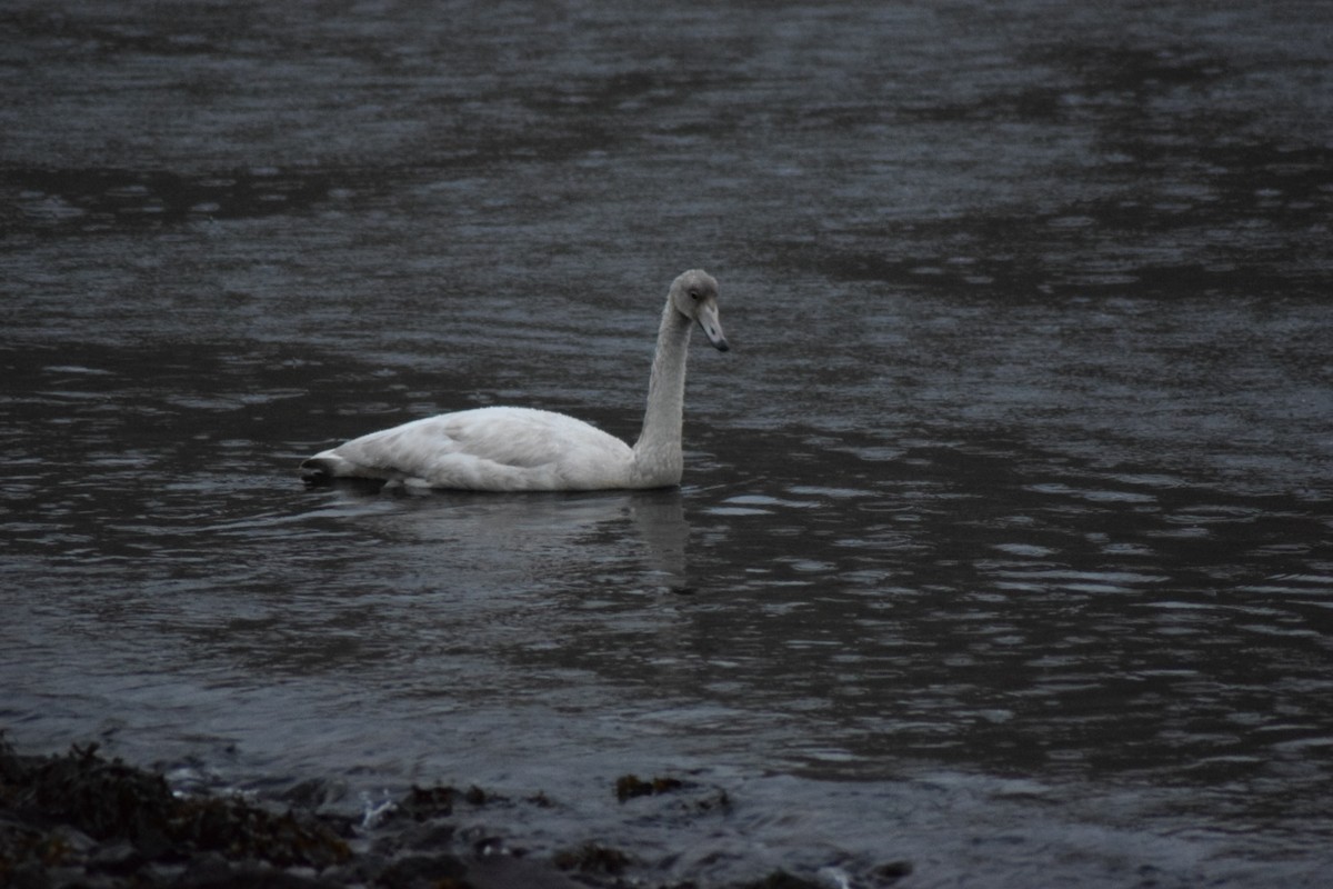 Cygne chanteur - ML625623121