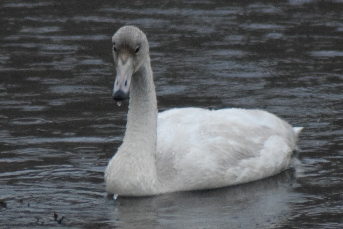 Cygne chanteur - ML625623122