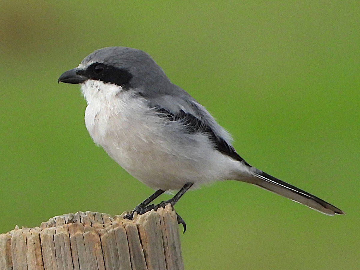 Loggerhead Shrike - ML625623140