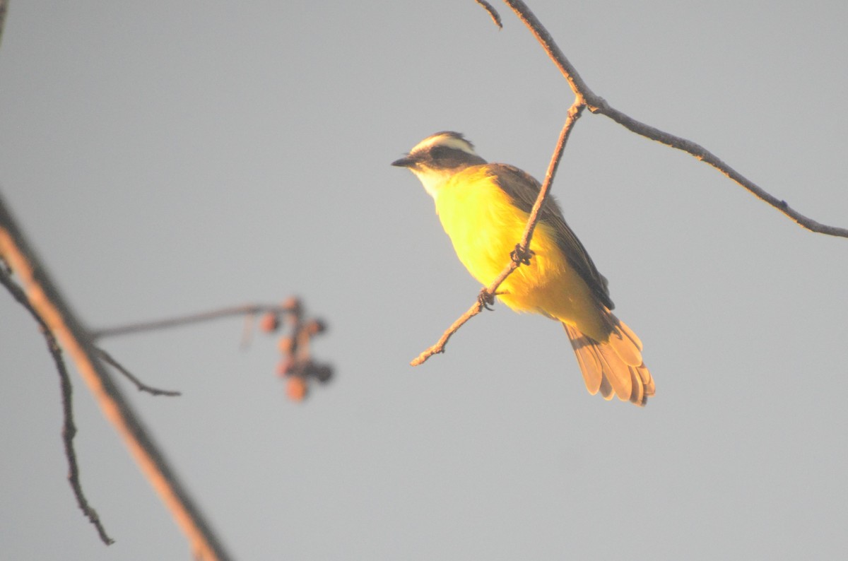 Social Flycatcher - 🦜 Daniel Correia 🦜