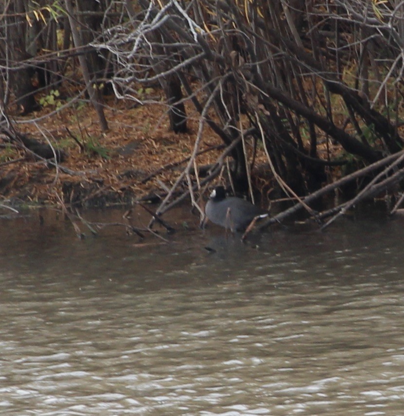American Coot - ML625623213