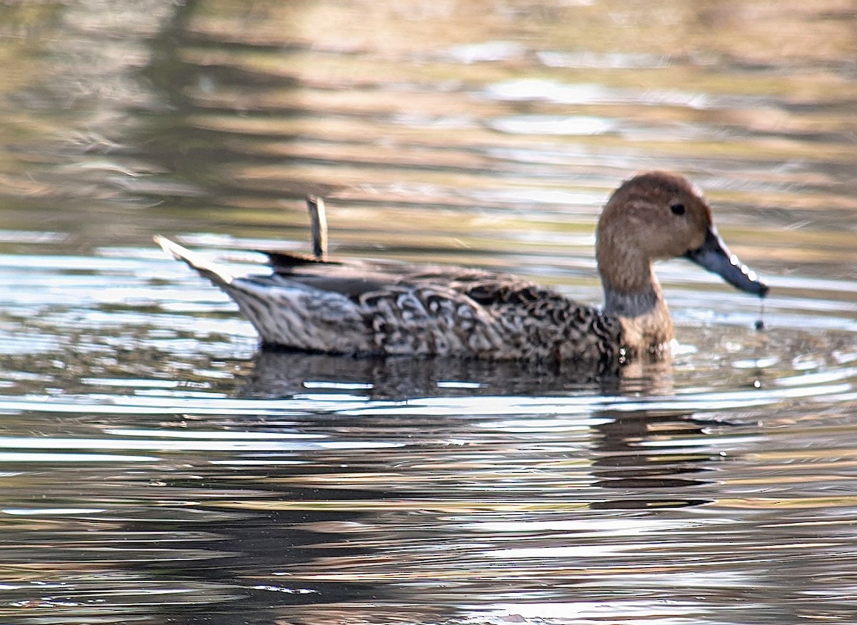 Canard pilet - ML625623223