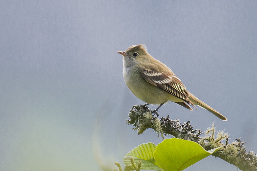White-crested Elaenia - ML625623324
