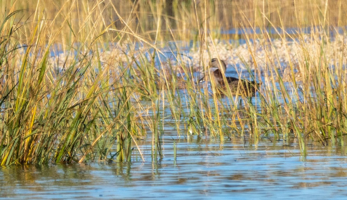 Stockente - ML625623466