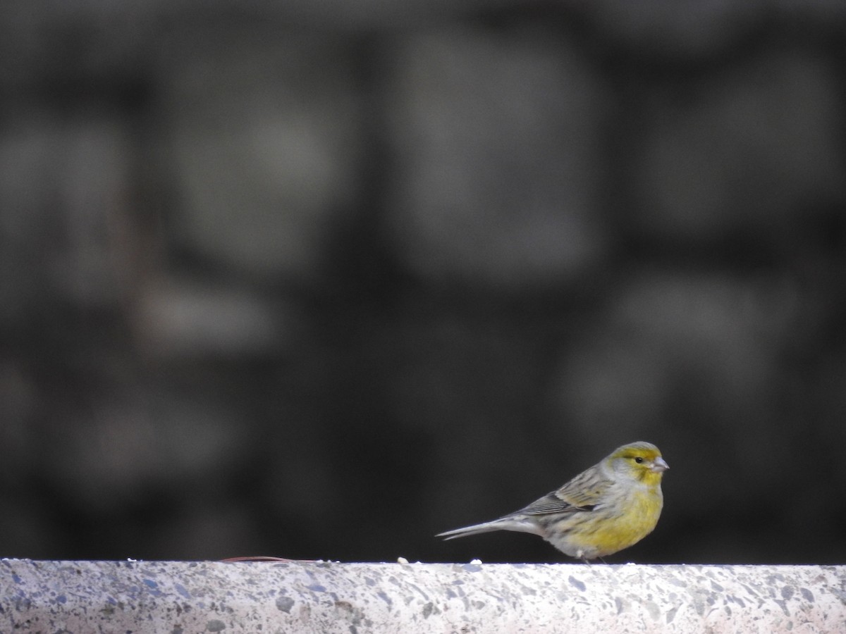 Island Canary - Cesar Clemente