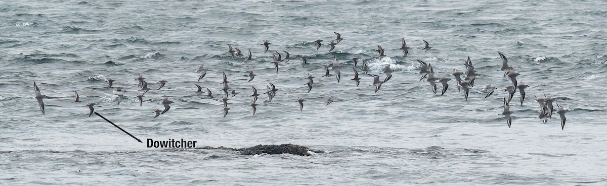 Short-billed Dowitcher - ML625623572