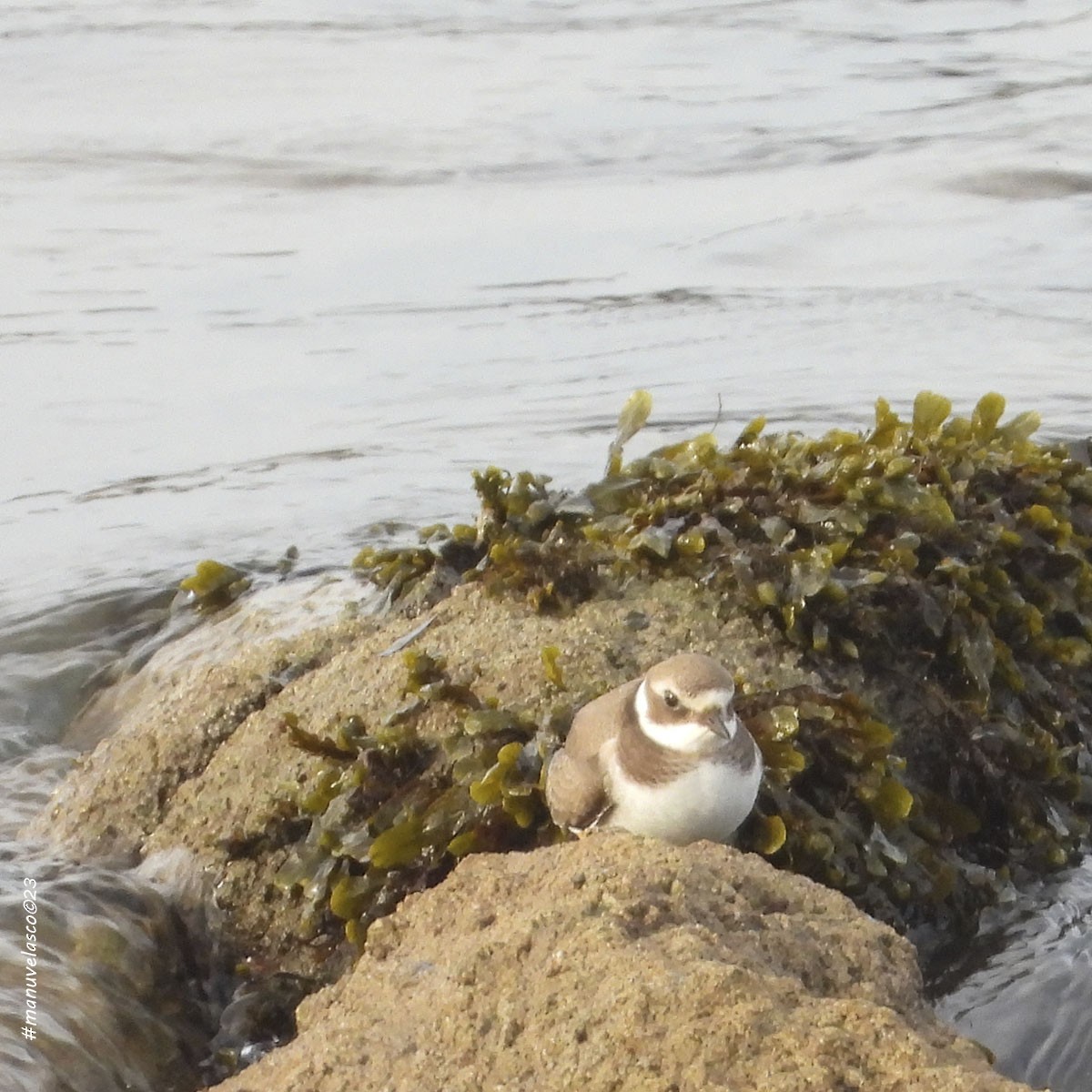 Common Ringed Plover - ML625623581