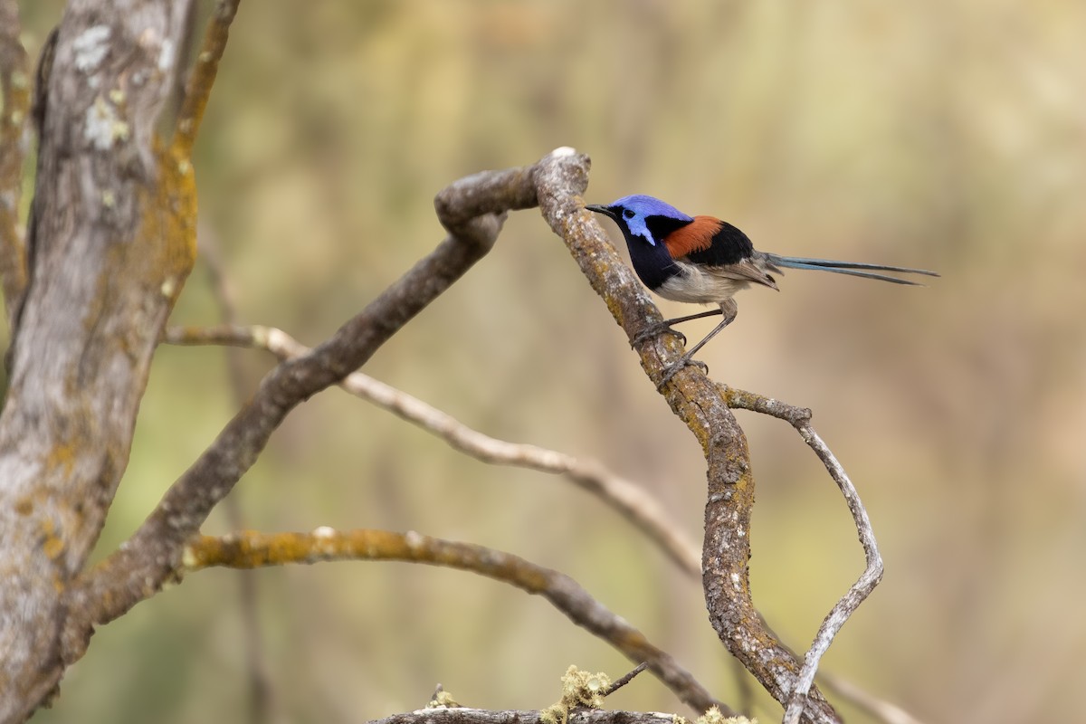 Mérion à gorge bleue - ML625623585