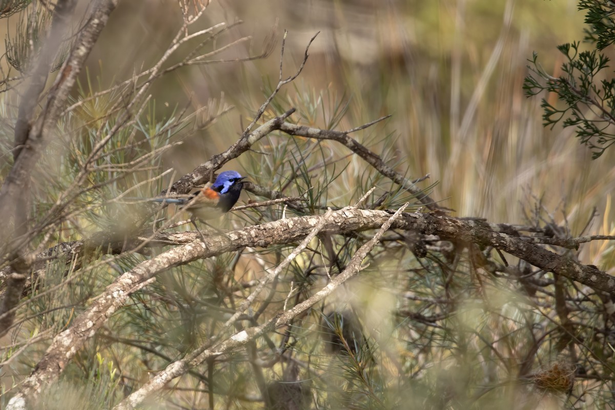 Mérion à gorge bleue - ML625623587