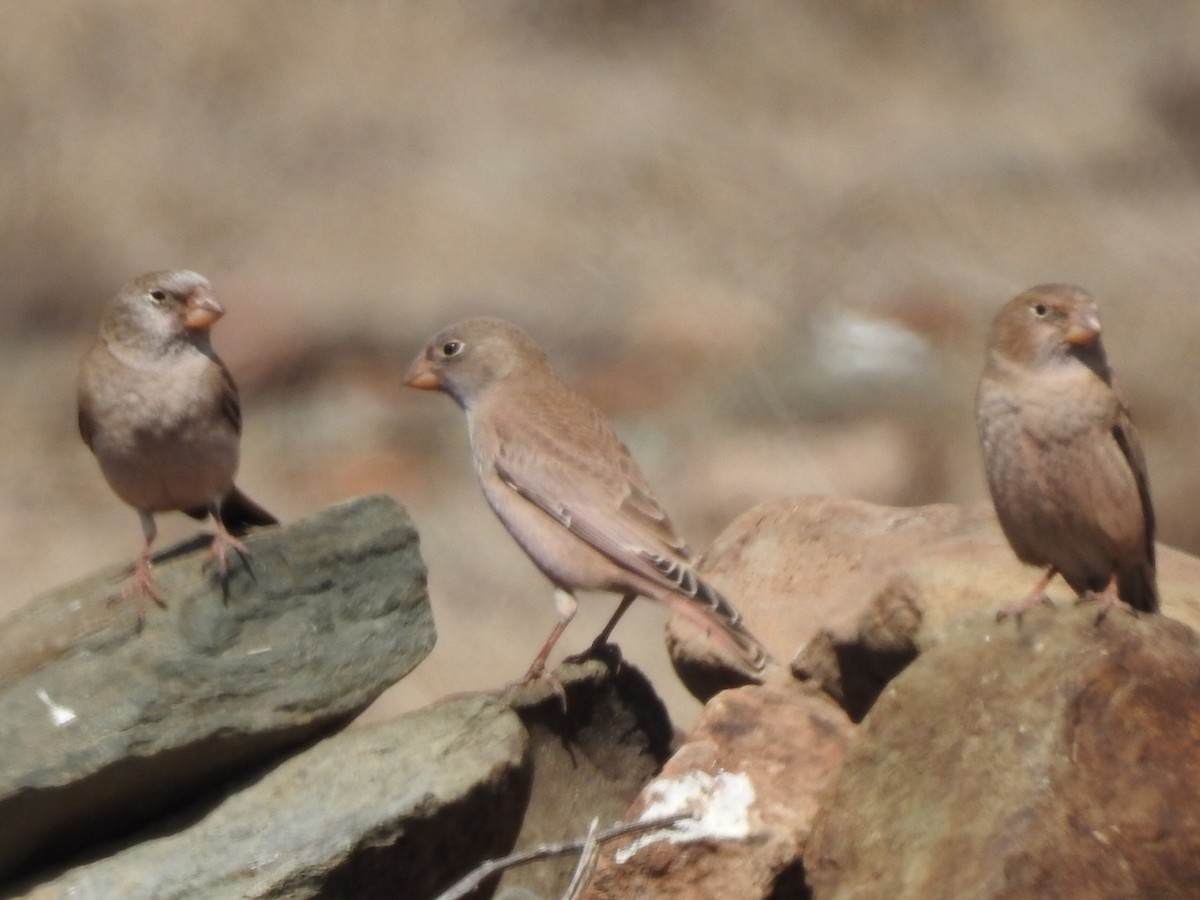 Trumpeter Finch - Cesar Clemente