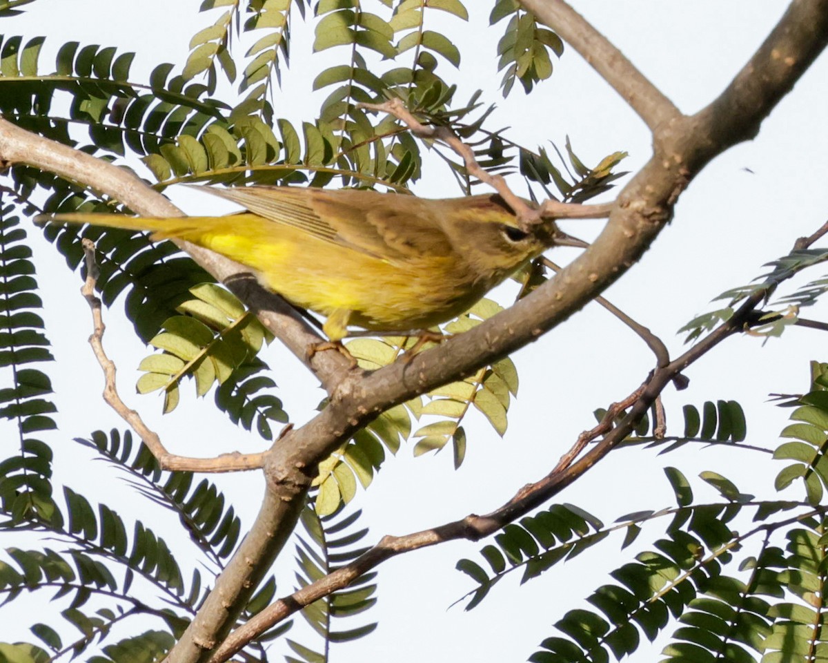 Palm Warbler - Diane Lepkowski