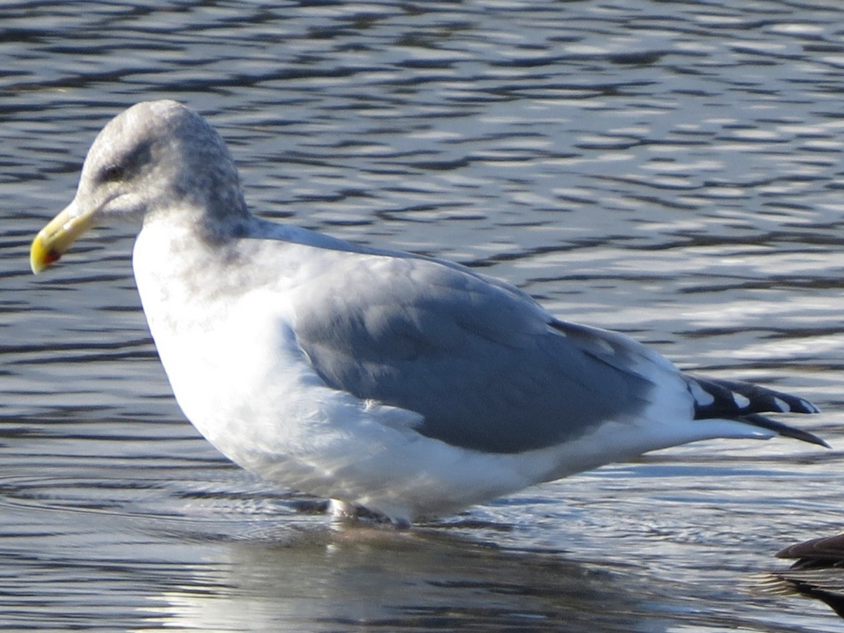 Gaviota Californiana - ML625623635