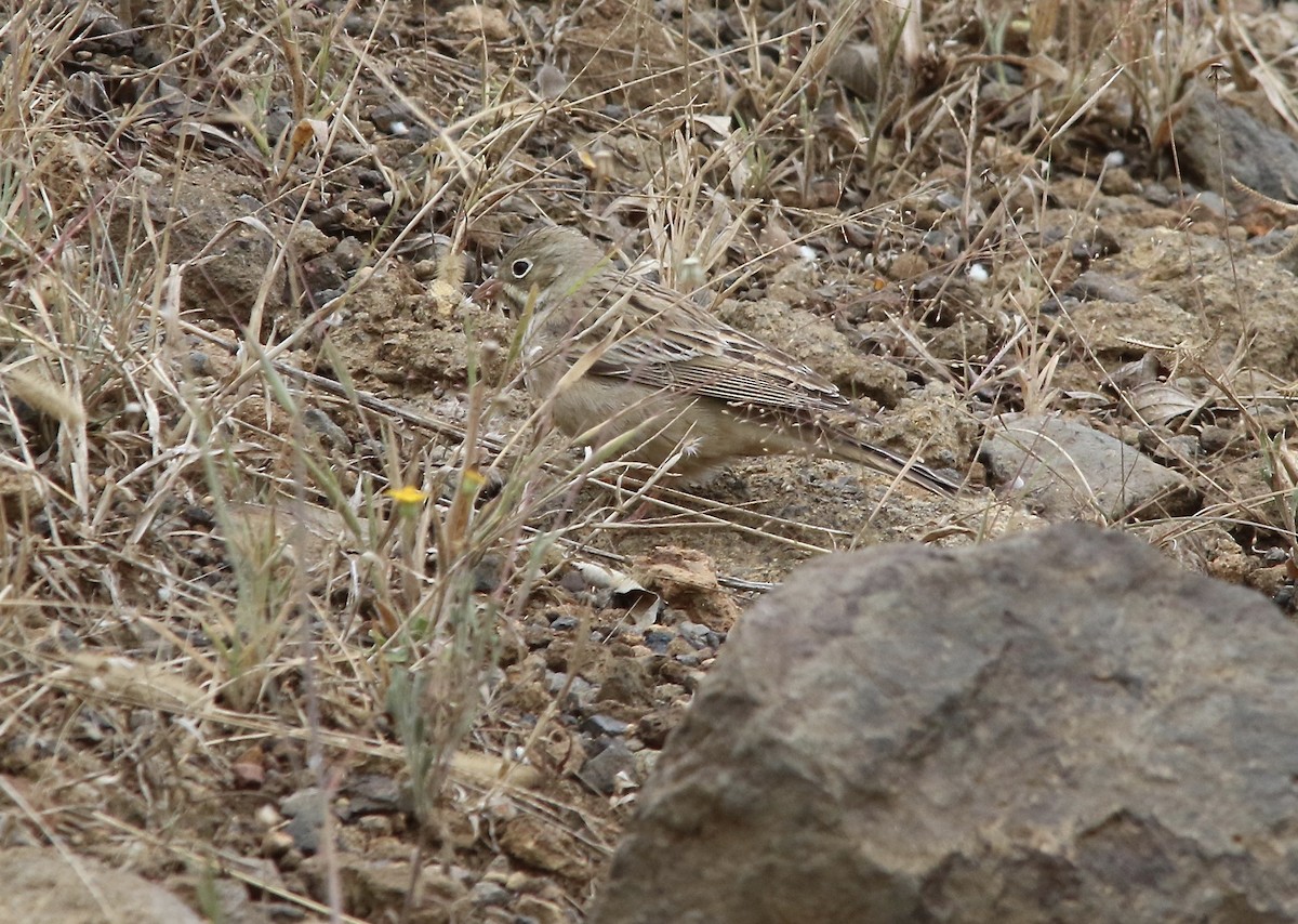 Ortolano - ML625623650