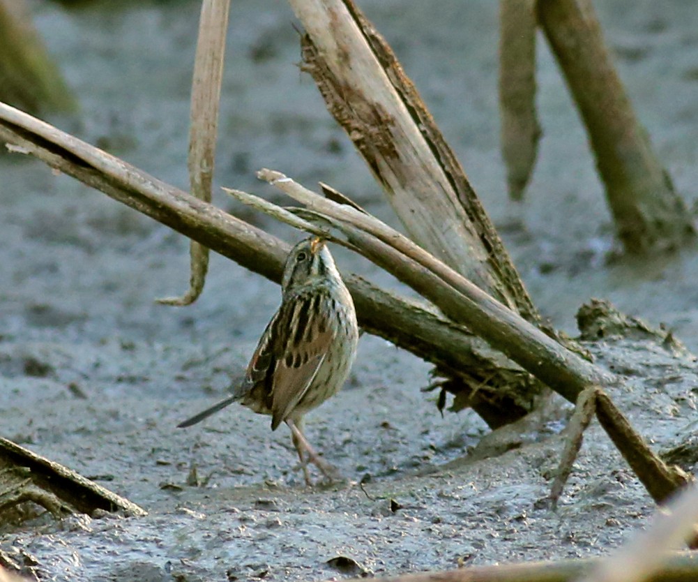 Swamp Sparrow - Marceline VandeWater