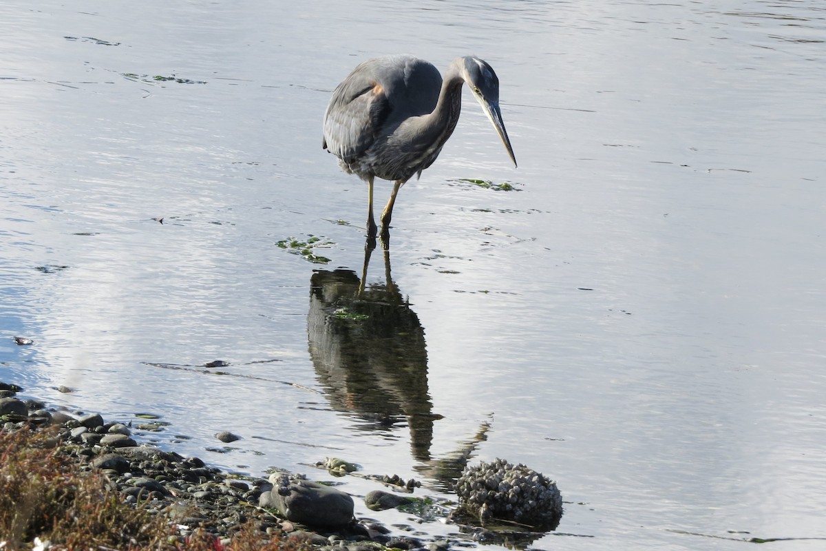 Garza Azulada - ML625623702