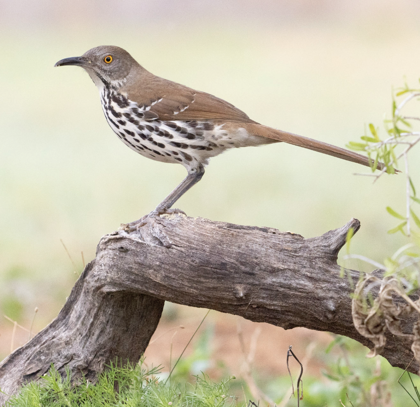 Long-billed Thrasher - Philip Sullivan