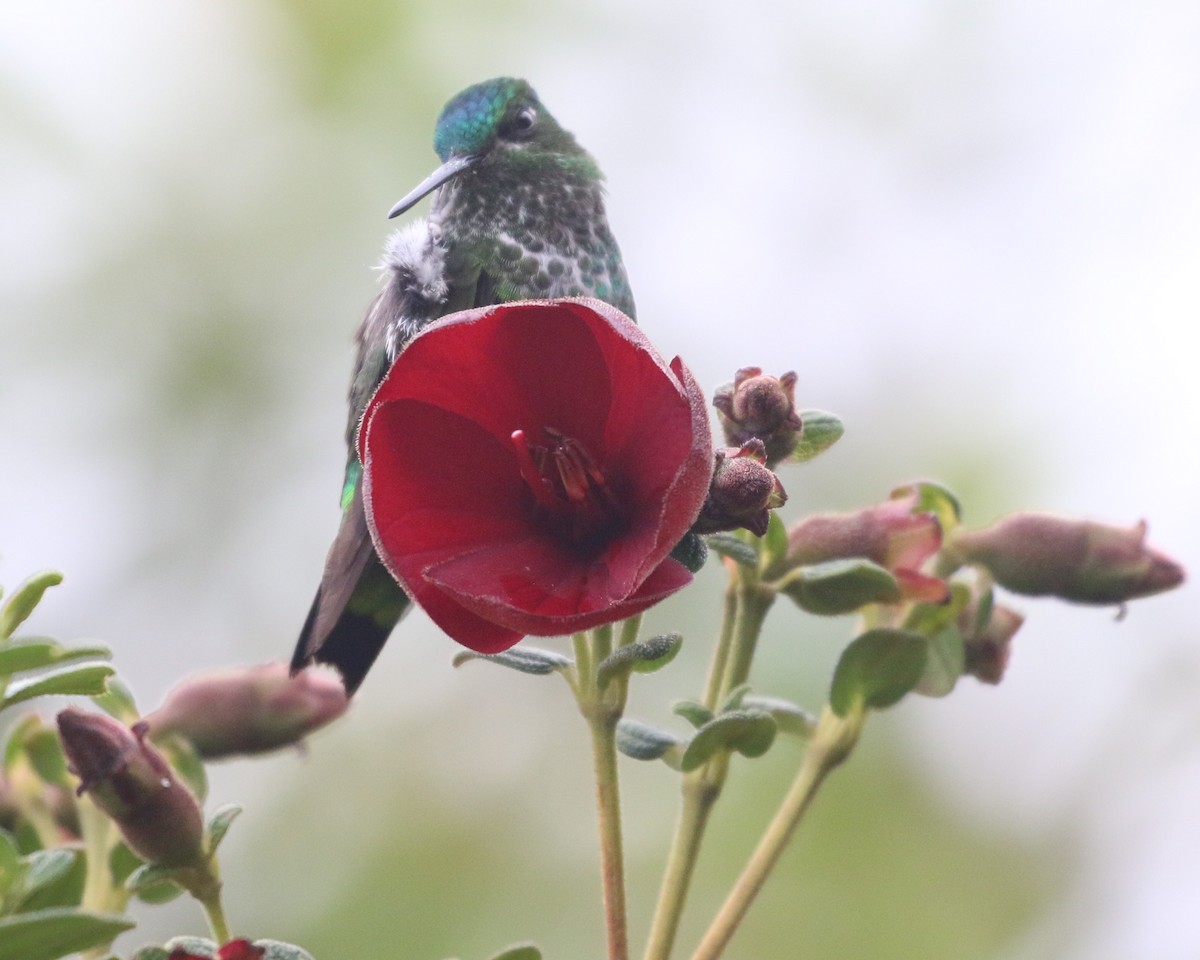 Black-thighed Puffleg - ML625623771