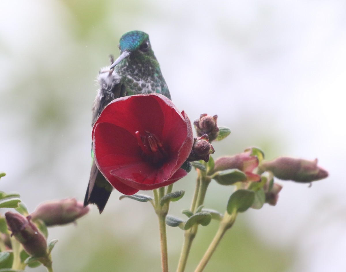 Black-thighed Puffleg - ML625623777