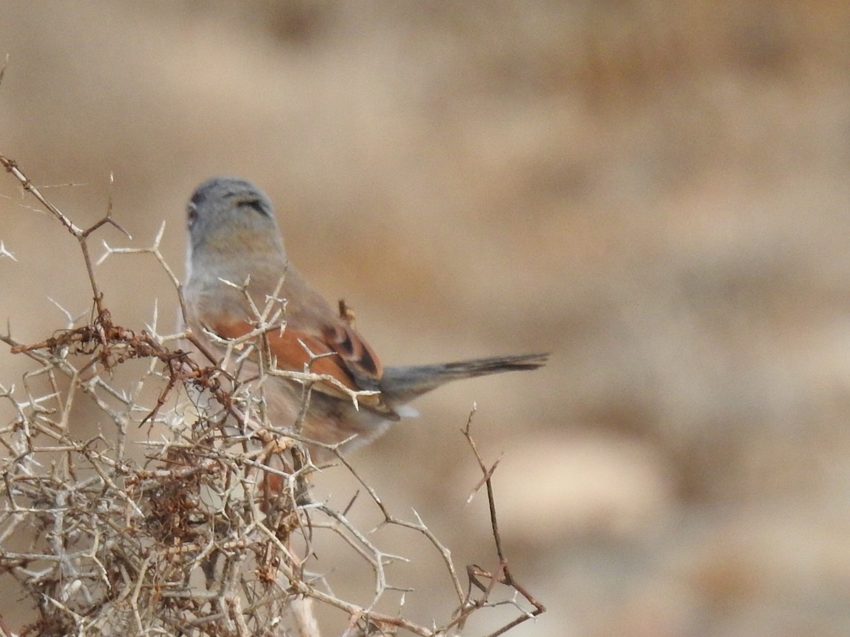 Spectacled Warbler - Cesar Clemente