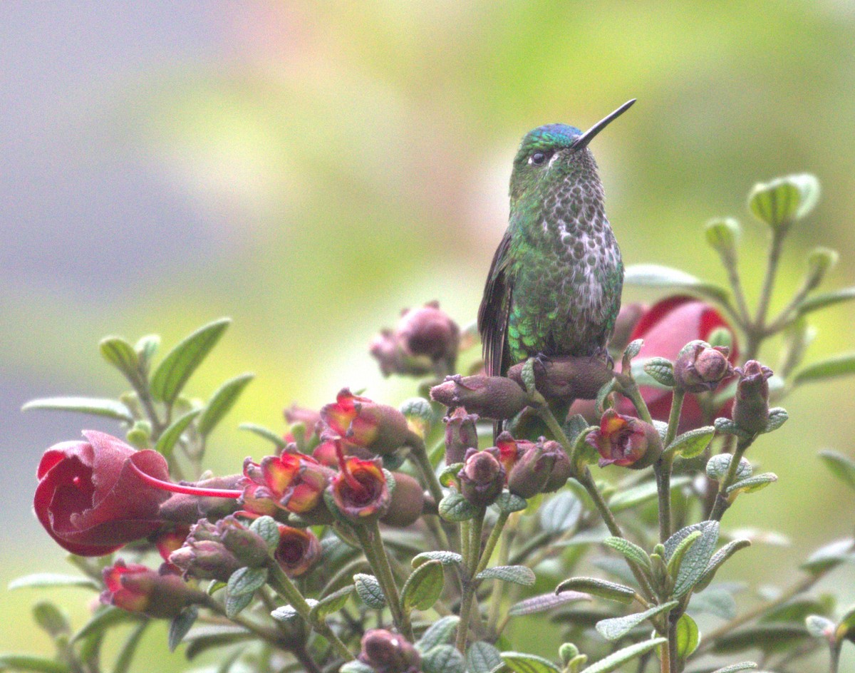 Black-thighed Puffleg - ML625623850