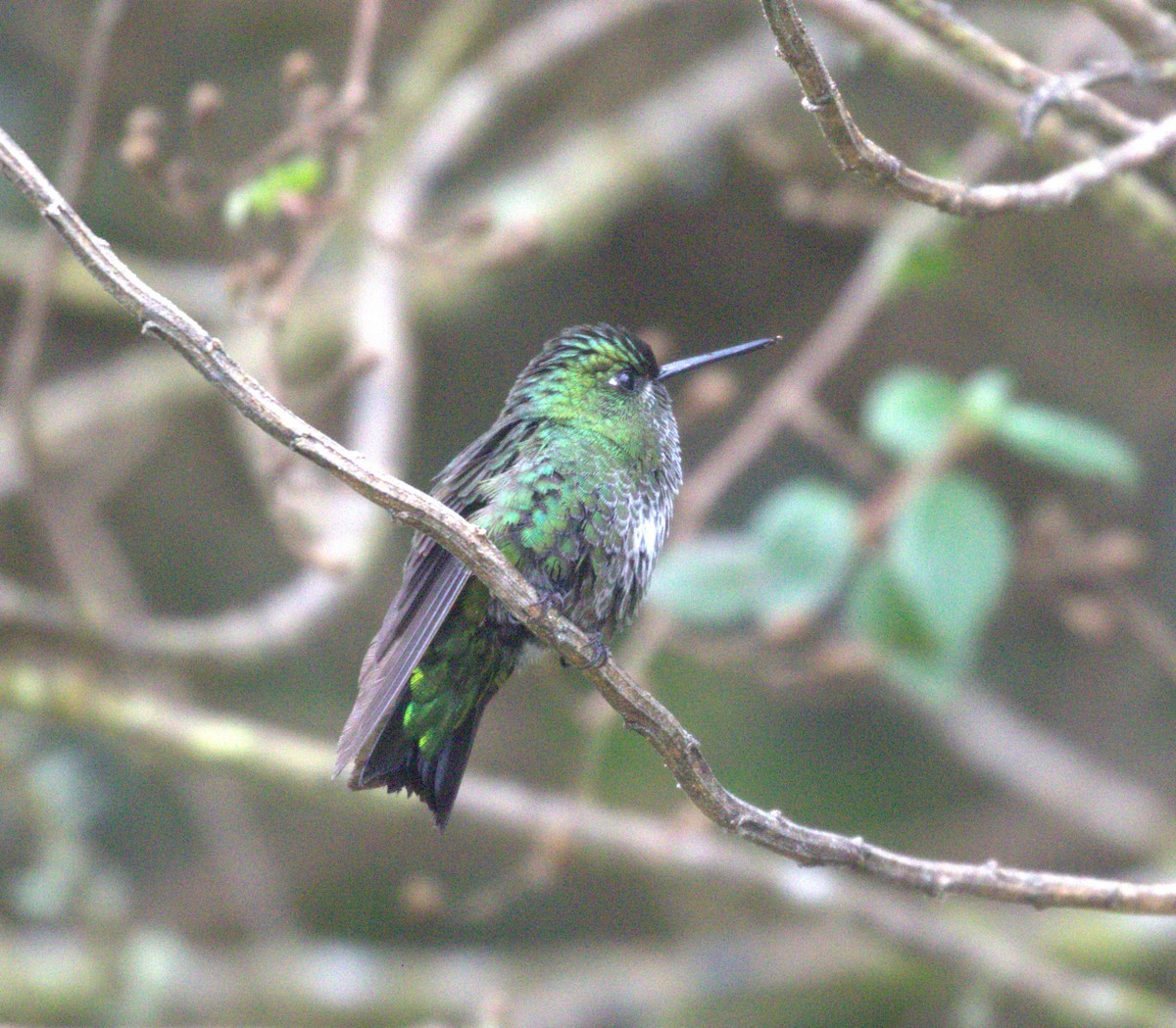 Black-thighed Puffleg - ML625623879