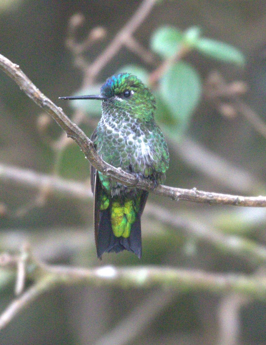 Black-thighed Puffleg - ML625623892