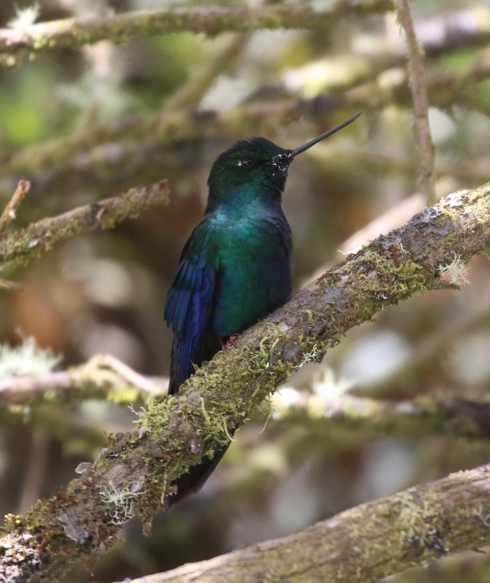 Black-thighed Puffleg - ML625623904