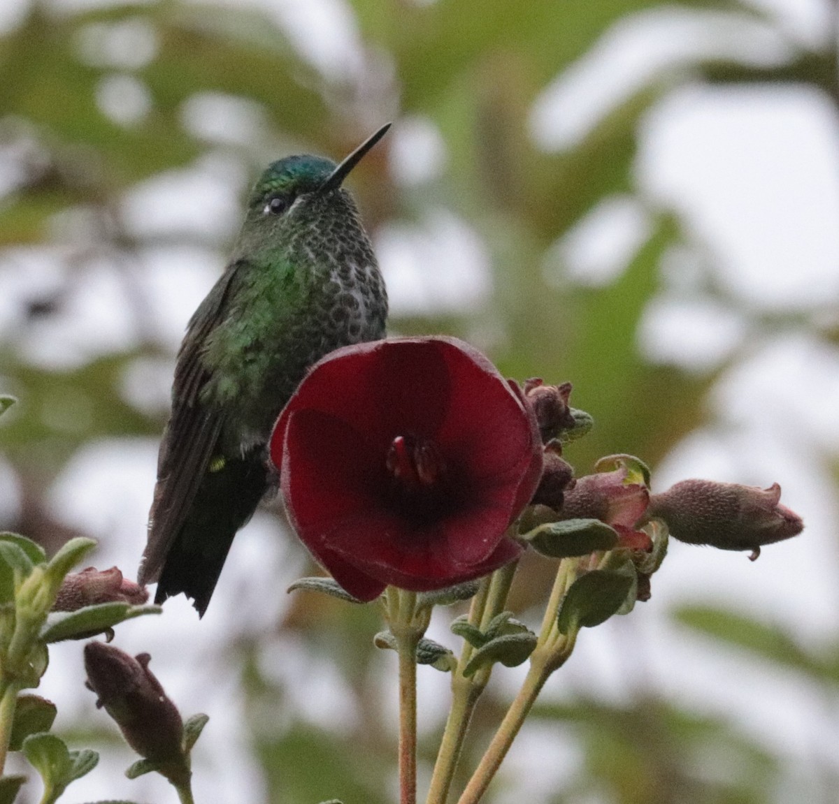 Black-thighed Puffleg - ML625623910