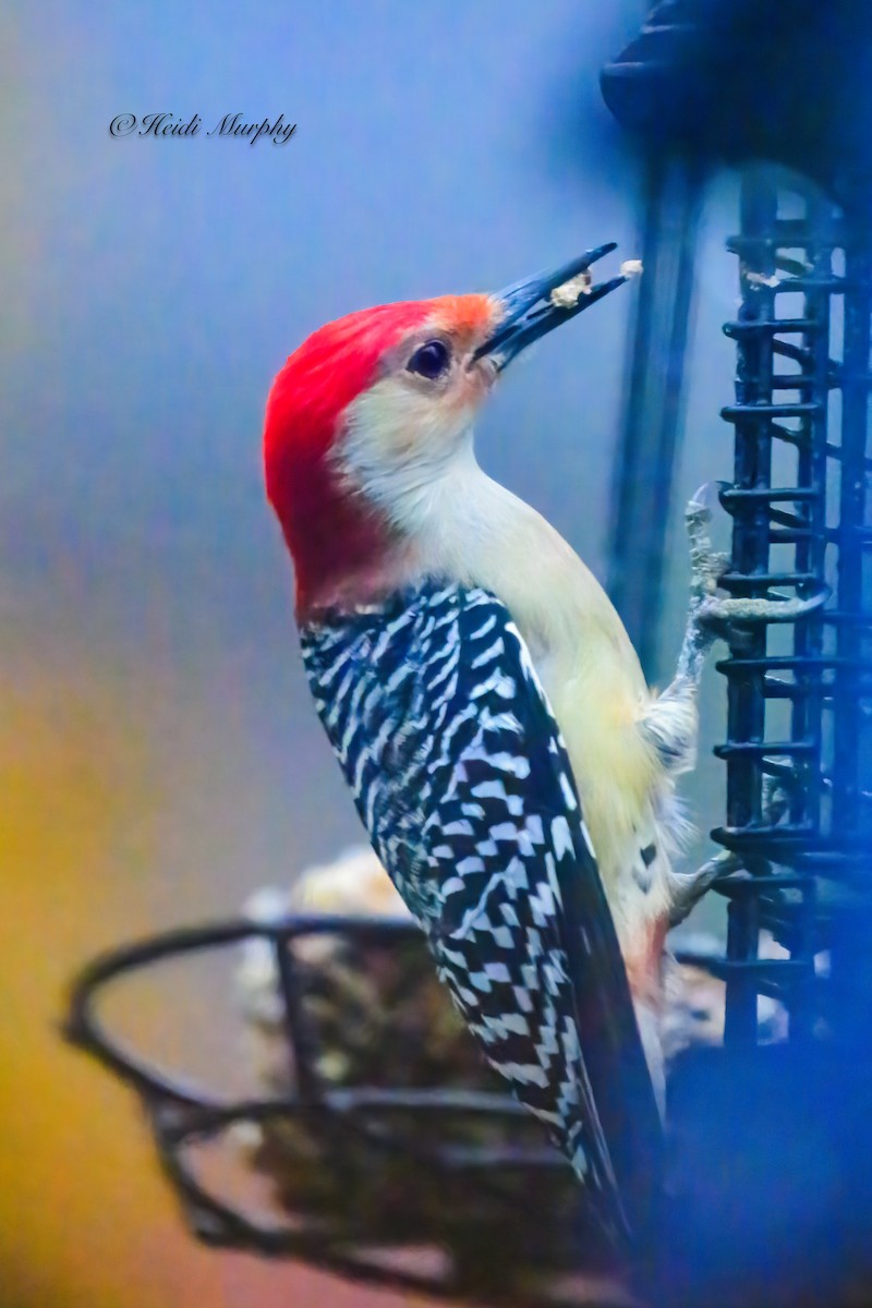 Red-bellied Woodpecker - Heidi Murphy