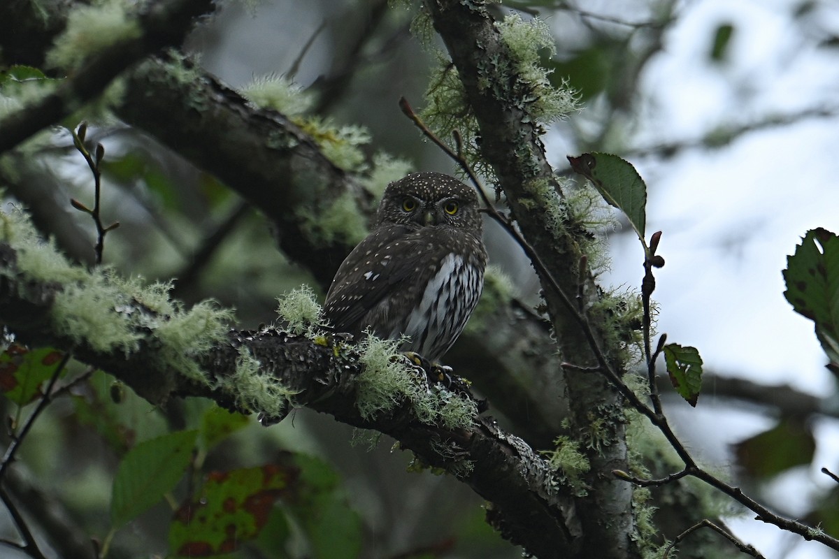 Northern Pygmy-Owl - ML625623990