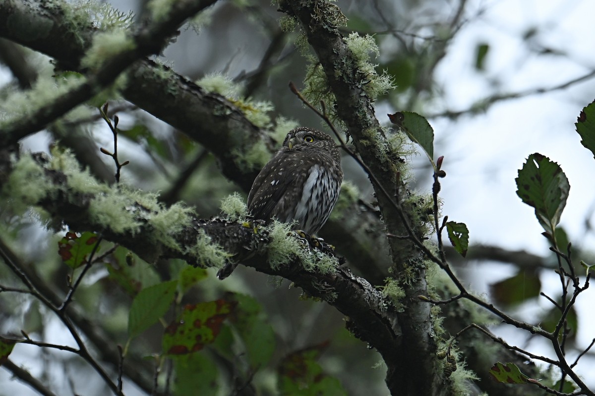 Northern Pygmy-Owl - ML625623991