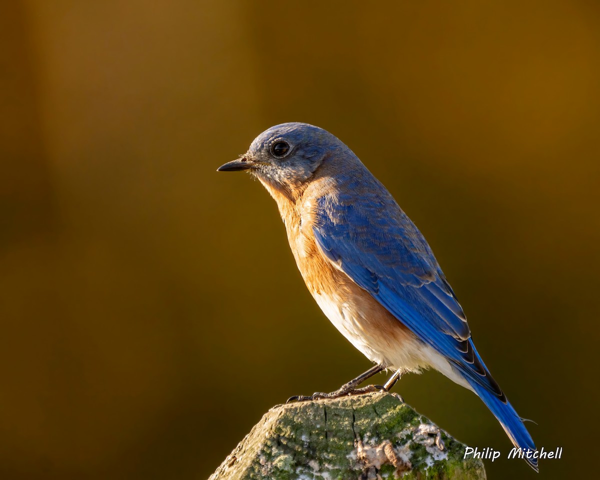 Eastern Bluebird - Philip Mitchell