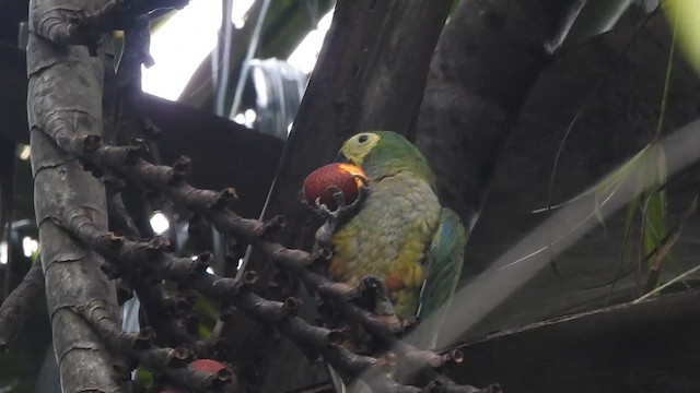 Red-bellied Macaw - ML625624002