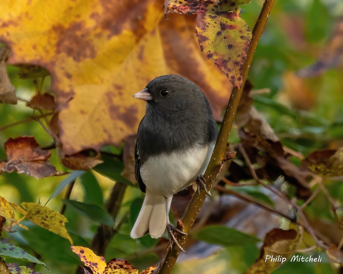 Dark-eyed Junco - Philip Mitchell