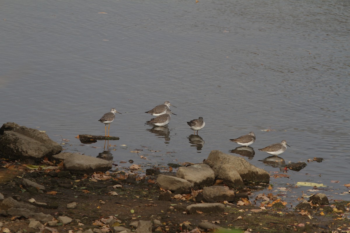 Greater Yellowlegs - ML625624138