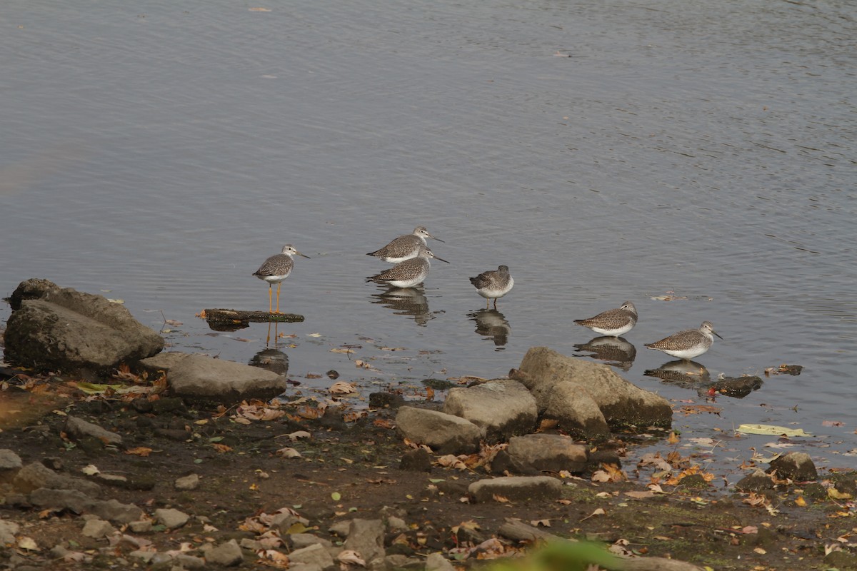 Greater Yellowlegs - ML625624139