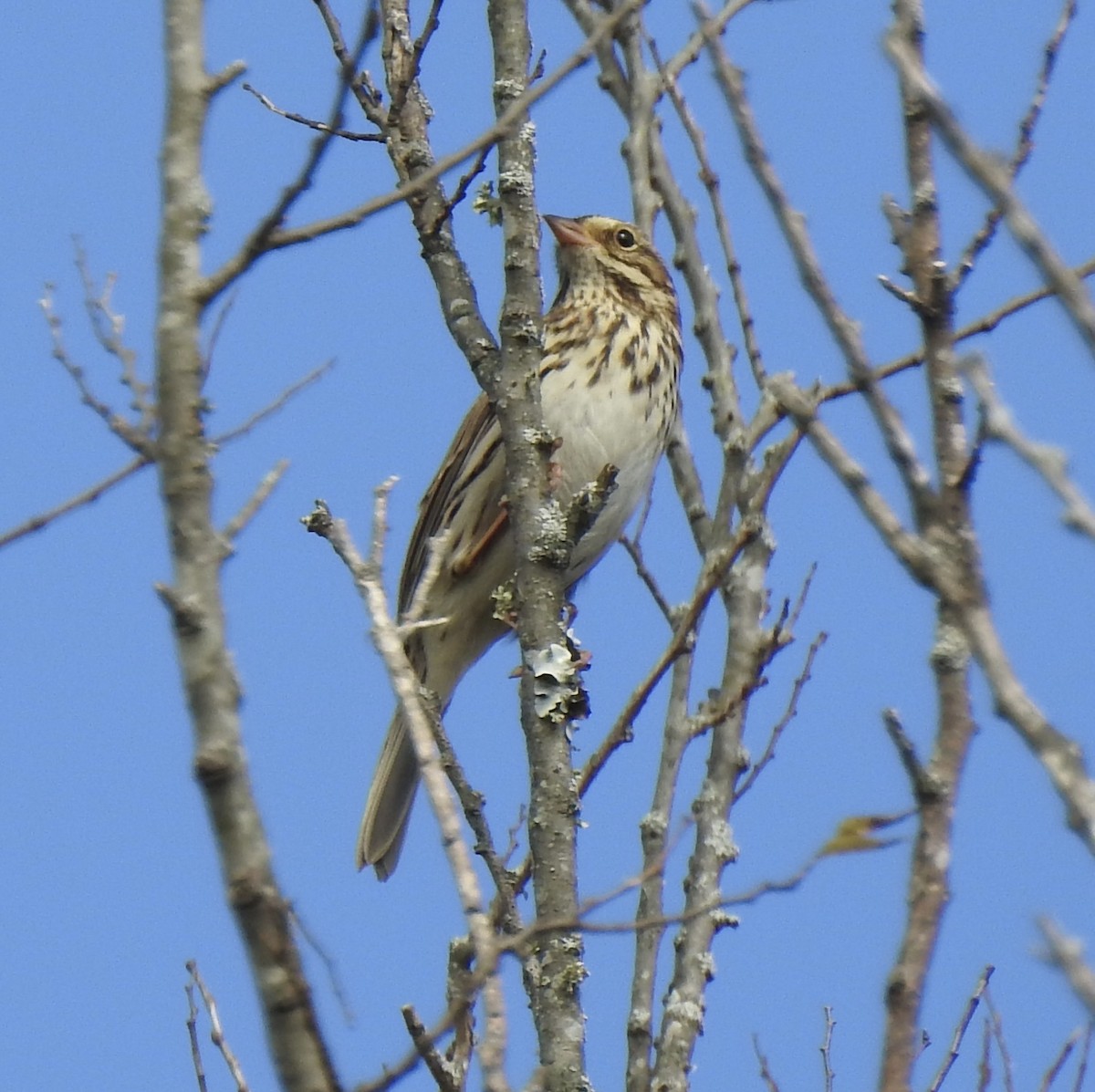 Savannah Sparrow - Terry Crowe