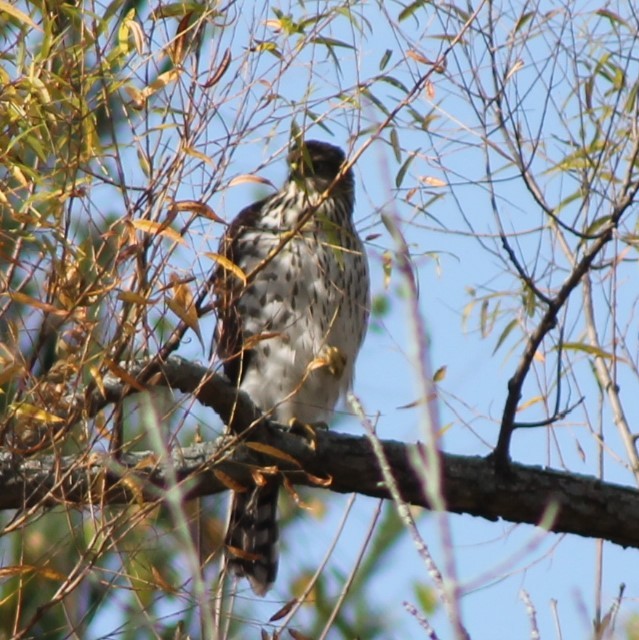 Cooper's Hawk - ML625624267