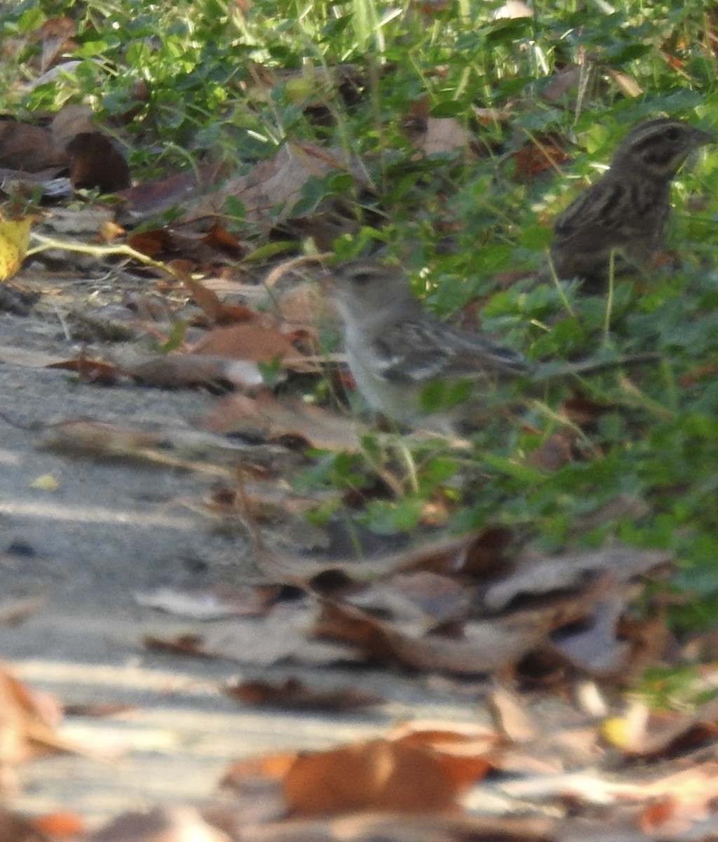 Song Sparrow - Terry Crowe