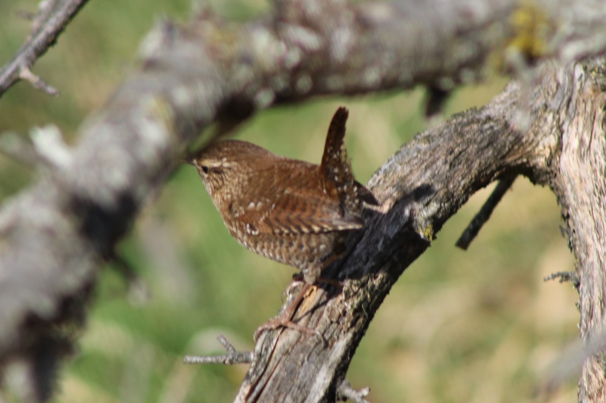 Winter Wren - ML625624277