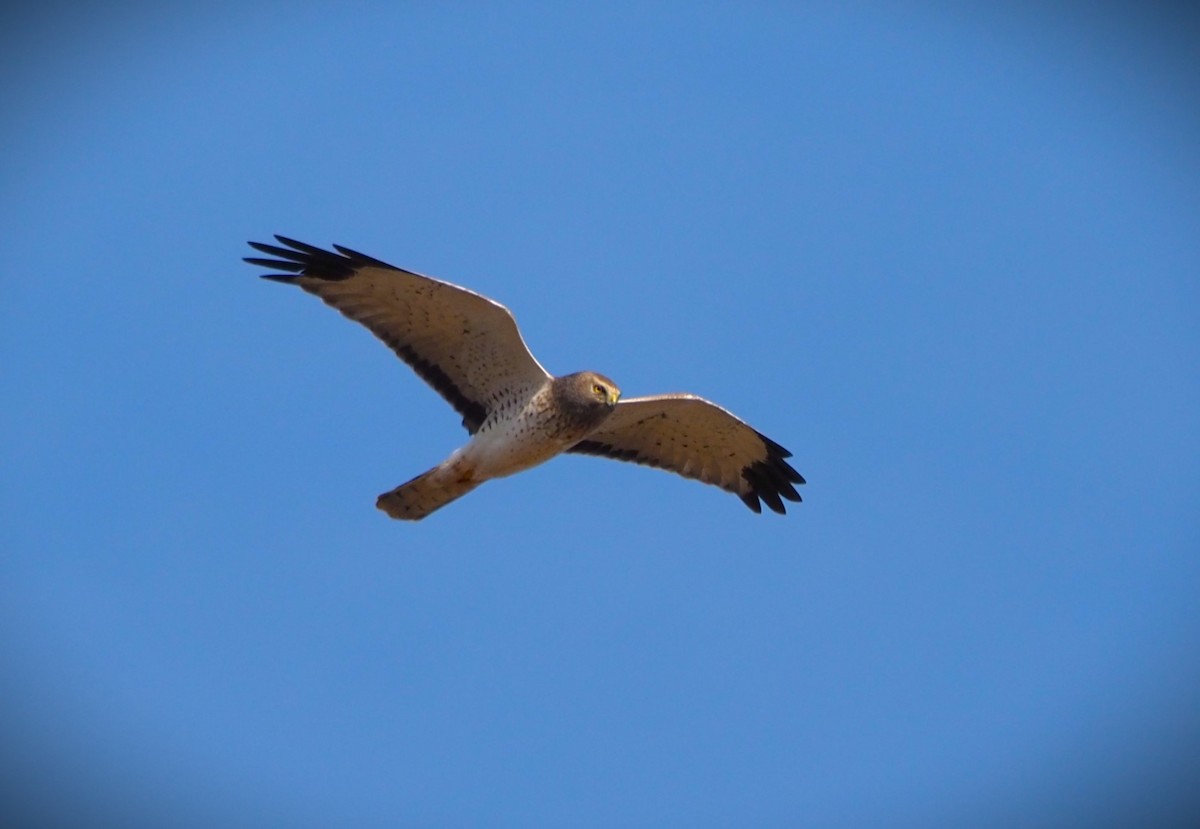 Northern Harrier - ML625624395