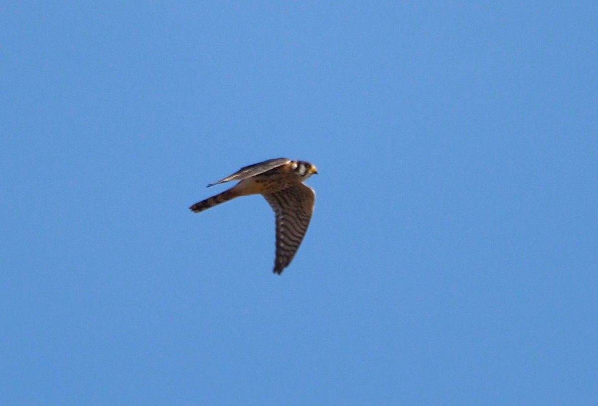 American Kestrel - ML625624399