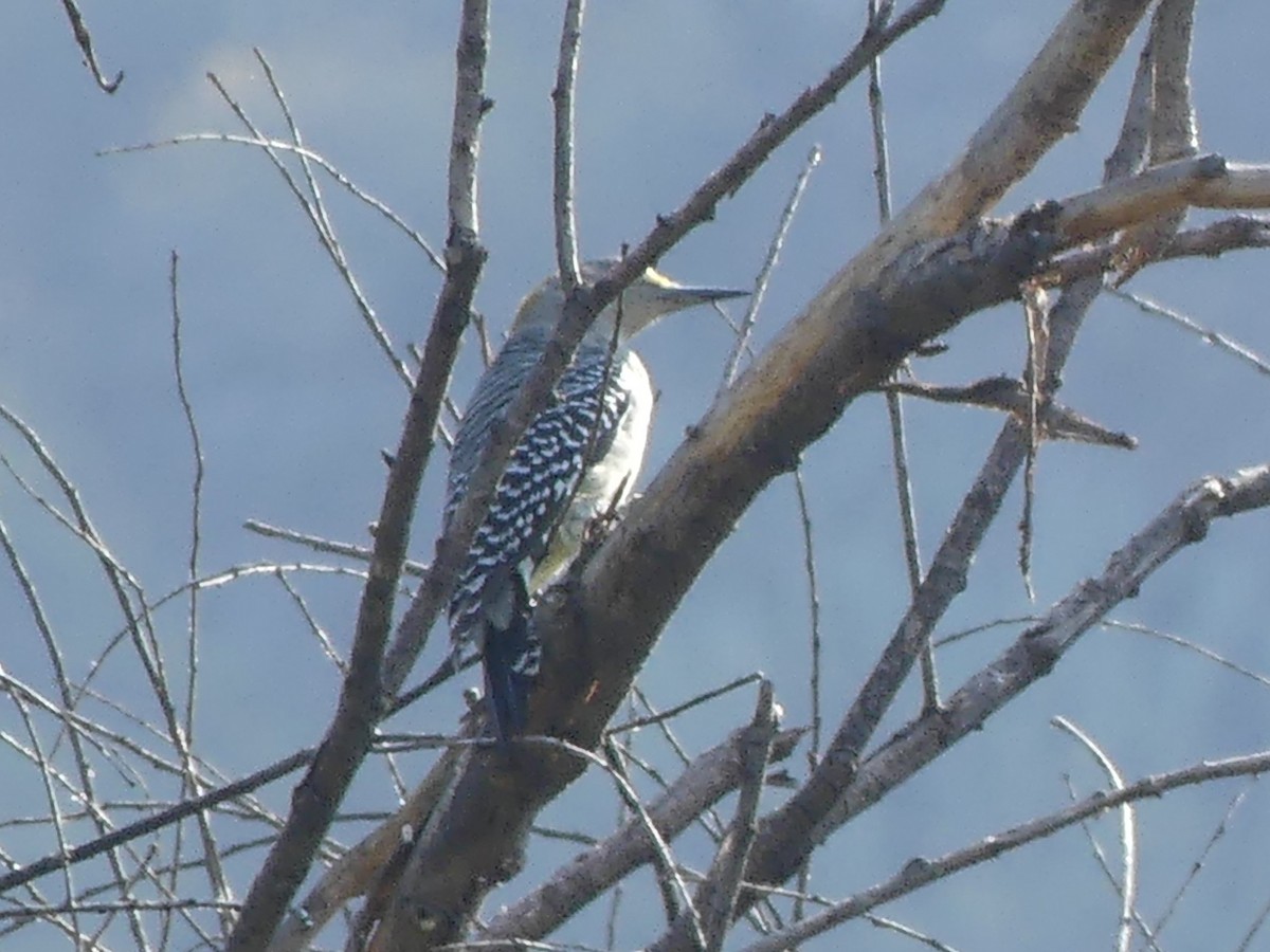 Golden-fronted Woodpecker - ML625624428