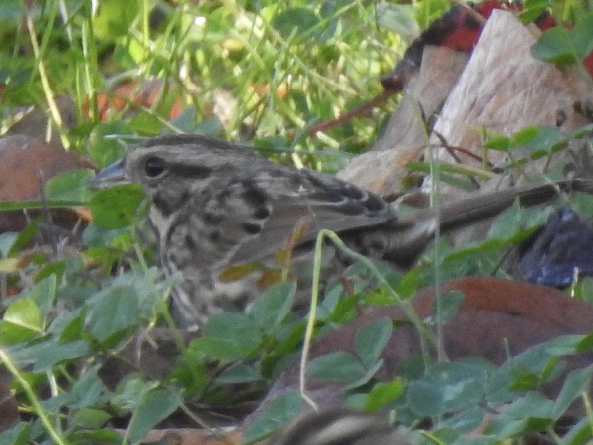 Song Sparrow - Terry Crowe