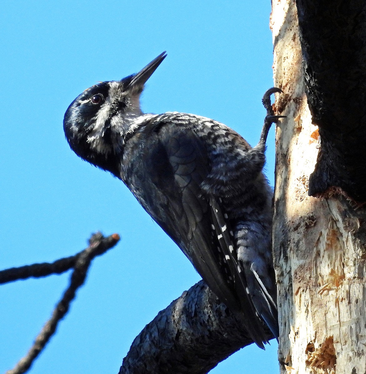 Black-backed Woodpecker - ML625624484