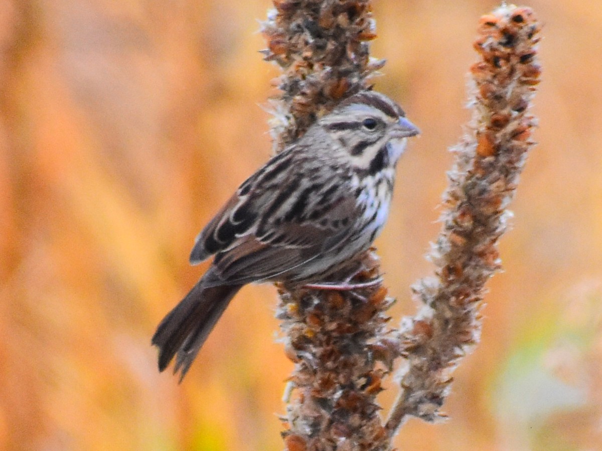 Song Sparrow - ML625624496